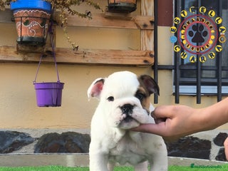Bulldog Inglés perros Bulldog ingles de calidad - Anuncio 1