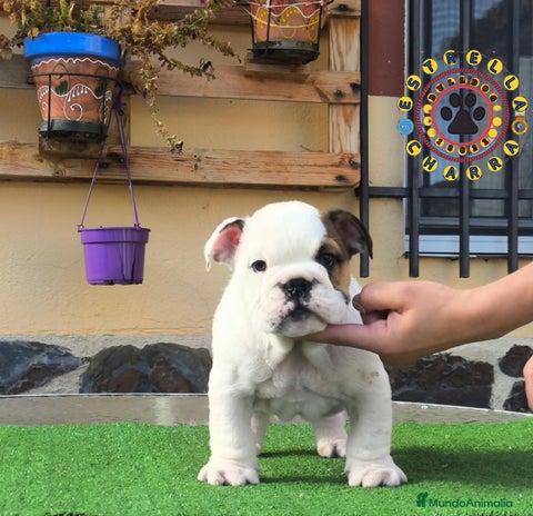 Bulldog Inglés perros Bulldog ingles de calidad - Anuncio 1