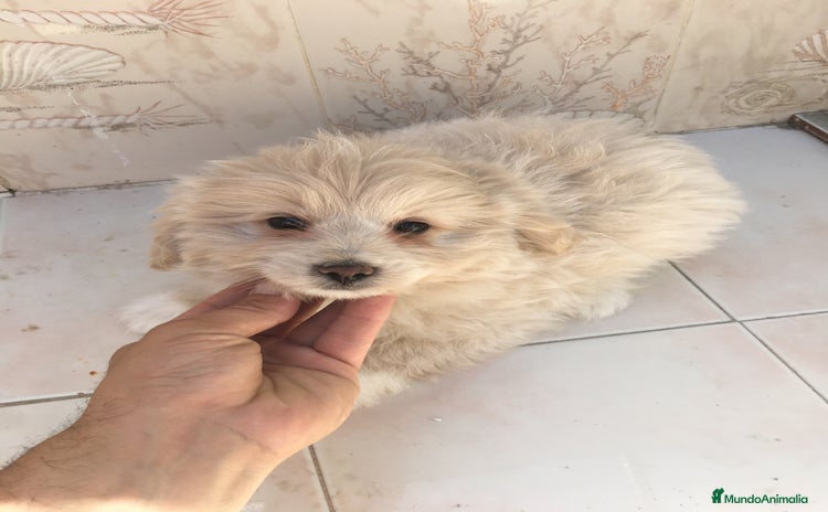 Maltipoo perros - Propaganda 16