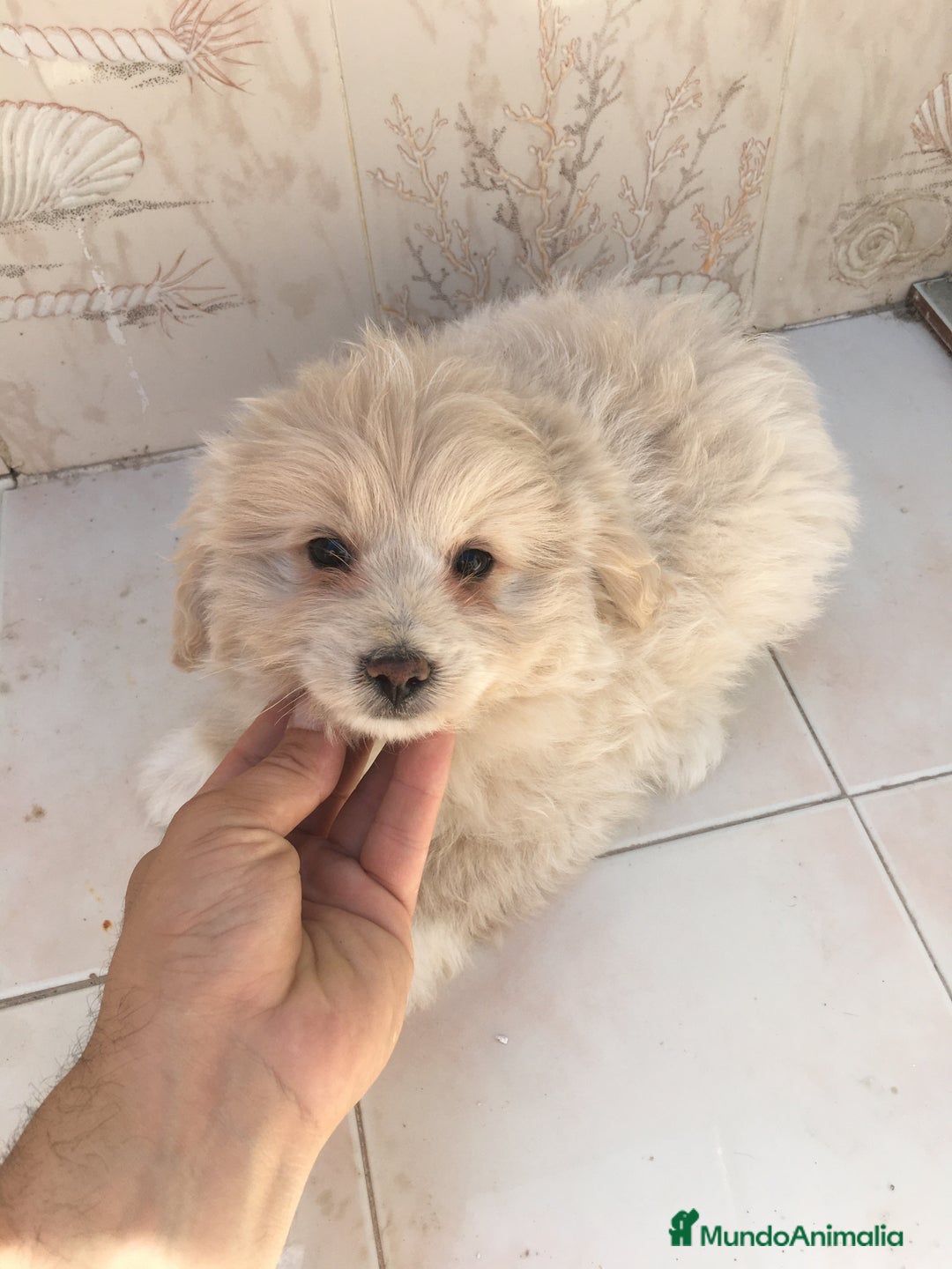 Maltipoo perros en venta: MALTIPOO  - Imagen 1