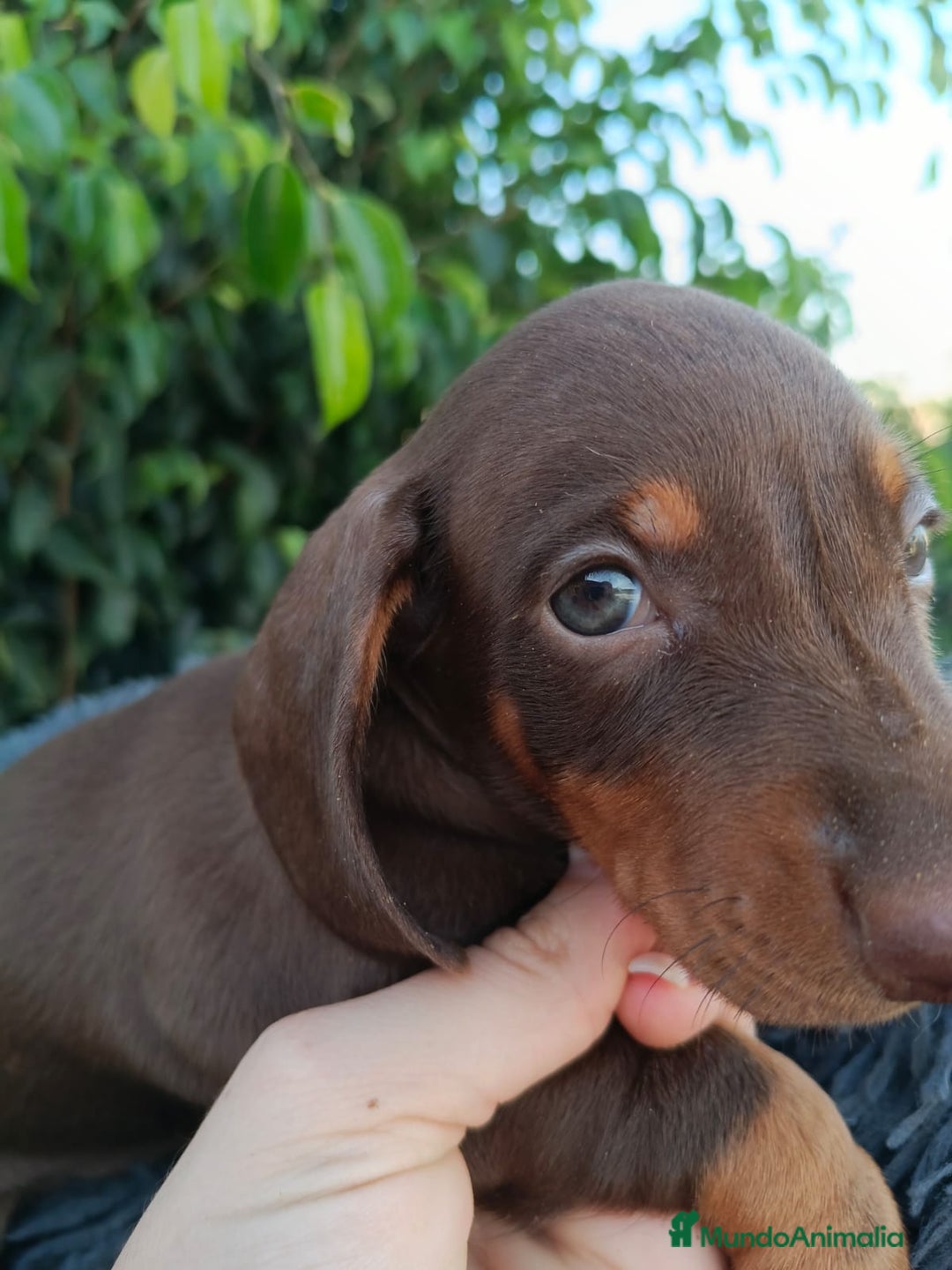 Teckel Miniatura perros en venta: Teckel arlequín chocokate  - Imagen 10