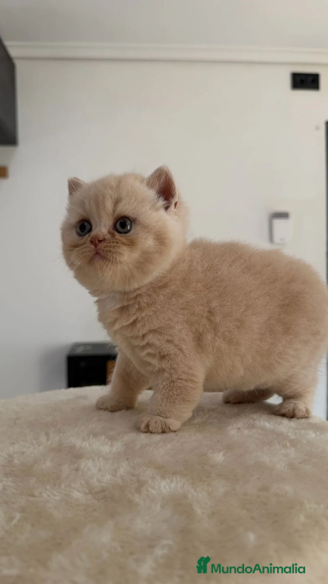 Británico de Pelo Corto gatos en venta: Cchorro British Shorthair  - Anuncio 2