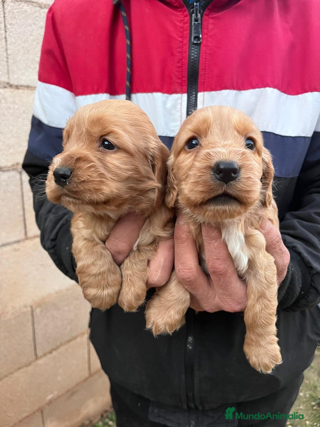 Cocker Spaniel Inglés perros en venta: Cocker Spaniel ingles  - Anuncio 3