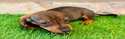 Teckel Miniatura perros en venta: Teckel Miniatura Hoja - Anuncio 14