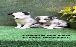 Border Collie perros en venta: BORDER COLLIE hembras Blue Merle - Imagen 6