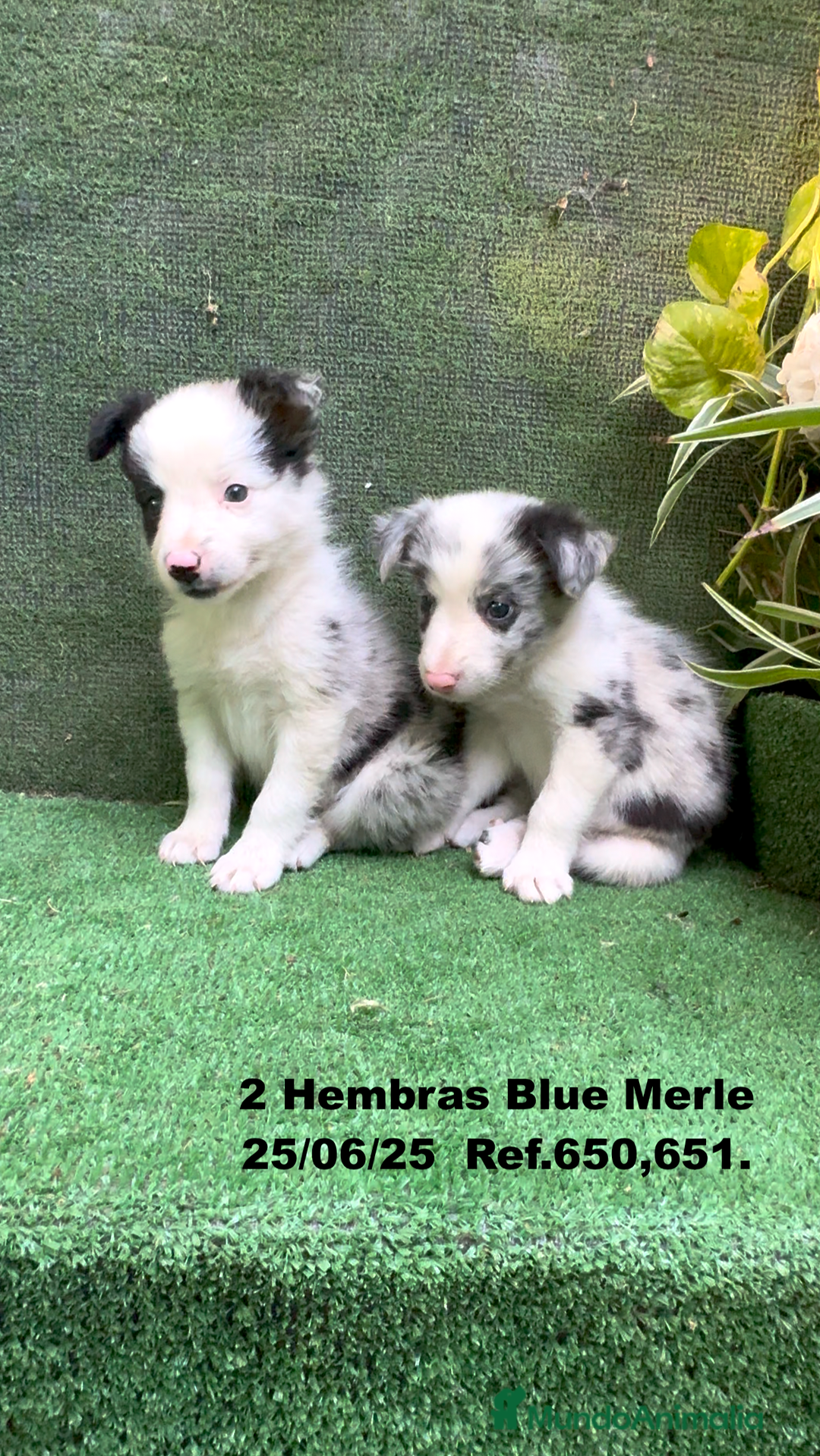 Border Collie perros en venta: BORDER COLLIE hembras Blue Merle - Imagen 6