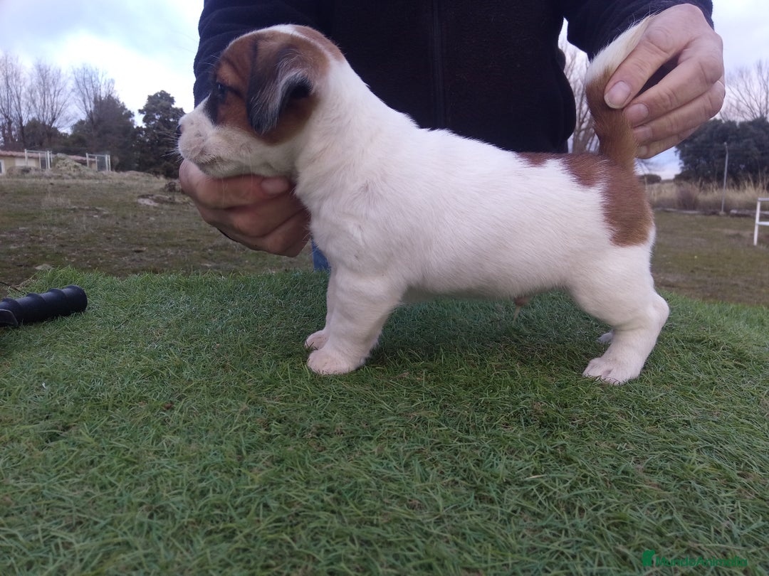 Jack Russell Terrier perros en venta: Camada de Jack Russell terrier - Anuncio 10