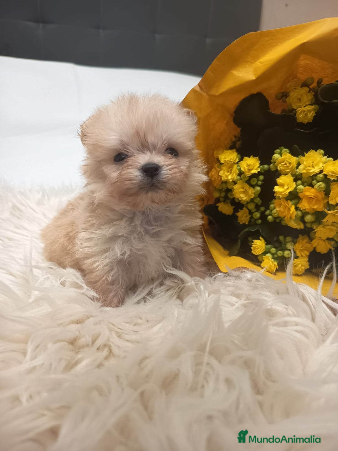 Pekinés perros en venta: Pekinés Imperial  - Anuncio 2
