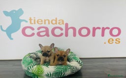 Bulldog Francés perros en venta: BULLDOG FRANCÉS - Imagen 1