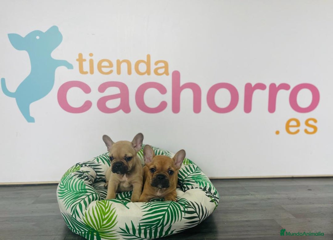 Bulldog Francés perros en venta: BULLDOG FRANCÉS - Imagen 1
