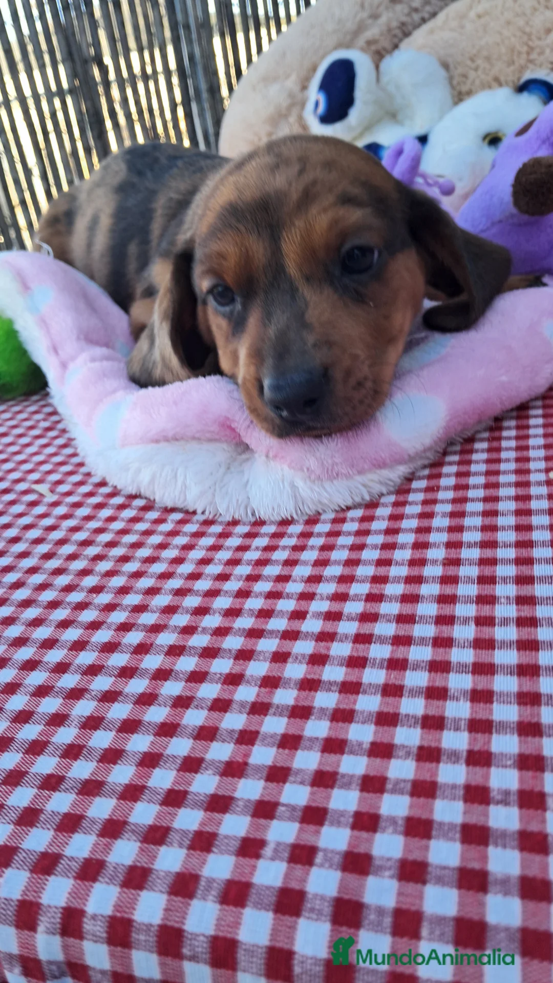 Teckel perros en venta: Bebés Teckels (perro salchicha) - Anuncio 2