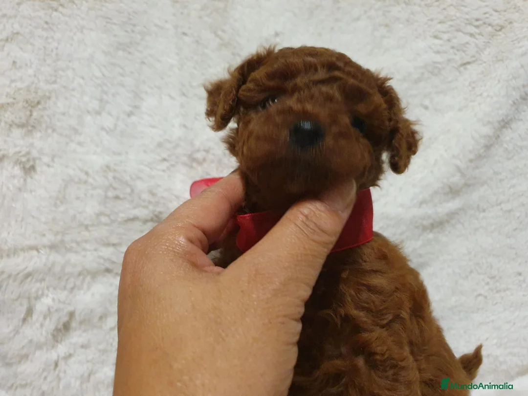 Caniche Toy perros en venta: Caniche toy descendencia asiatica - Anuncio 5