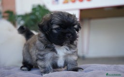 Maltipoo perros en venta: 🐾 Maxi y Boom – Maltipoo marrones con encanto ☕ - Imagen 6