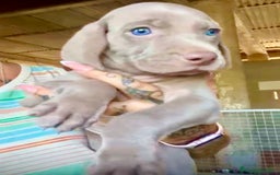 Weimaraner perros en venta: Weimar macho  - Imagen 1