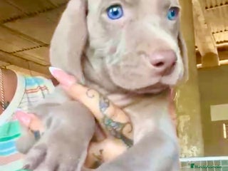Weimaraner perros - Anuncio 9