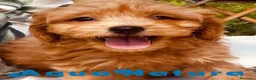 Caniche Toy perros en venta: Havapoo Macho de Haya y Alejo 6888 - AQUANATURA en Barcelona - Anuncio 5