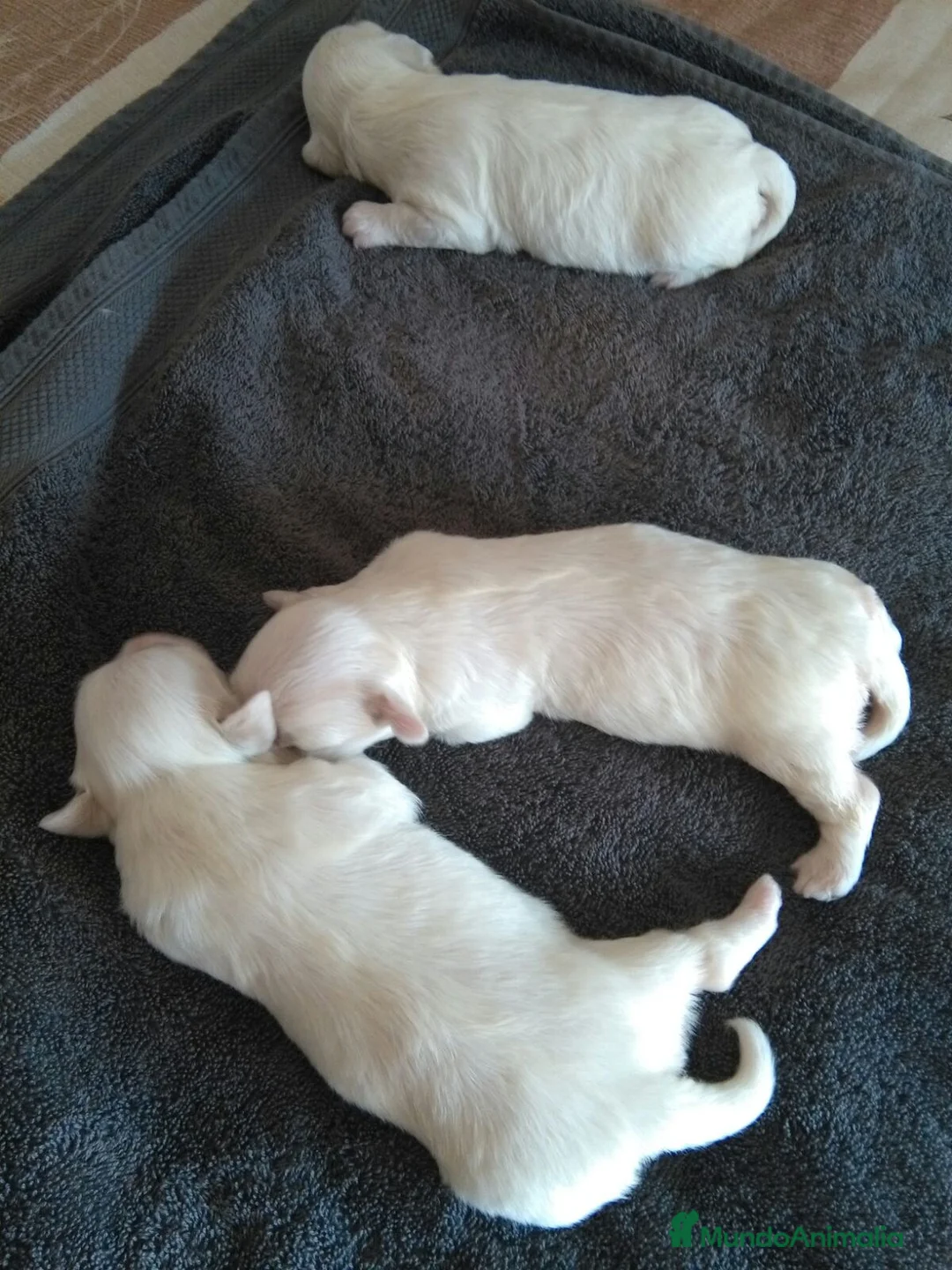 Bichón Maltés perros en venta: Bichón Maltés  en Barcelona - Anuncio 6