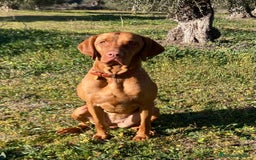 Braco Húngaro de Pelo Corto perros en venta: Cachorros de Braco Húngaro (Vizsla) — Criador aut. - Imagen 3