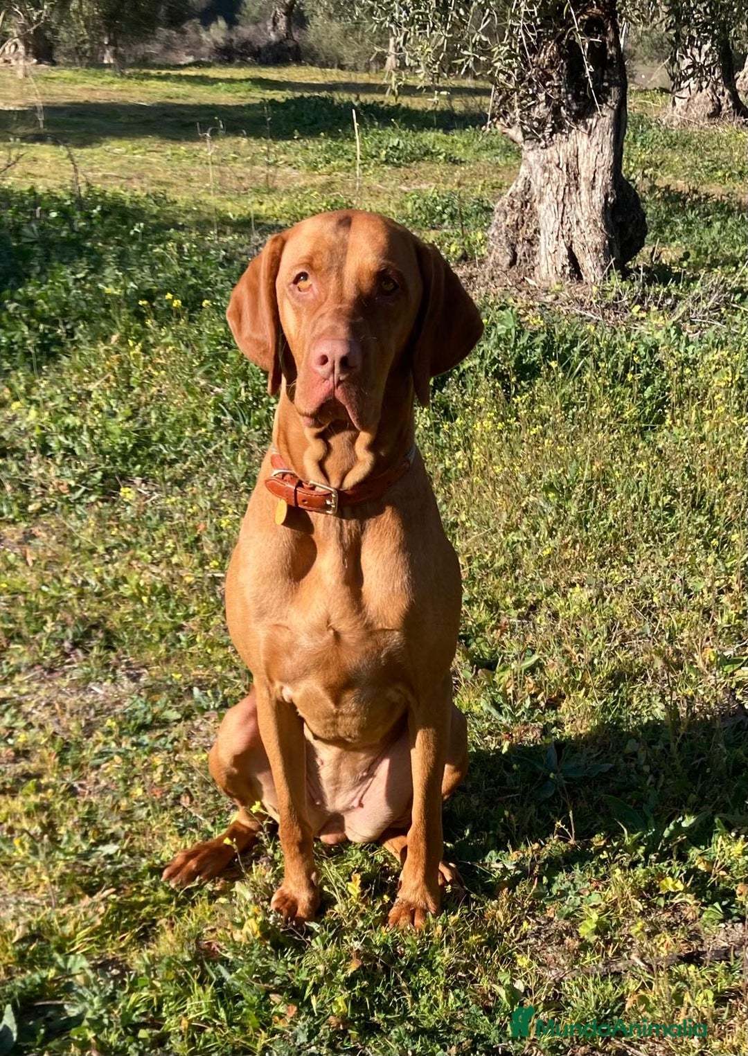 Braco Húngaro de Pelo Corto perros en venta: Cachorros de Braco Húngaro (Vizsla) — Criador aut. - Imagen 3