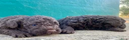 Perro de Agua Español perros en venta: Perro de Agua Español - Anuncio 3