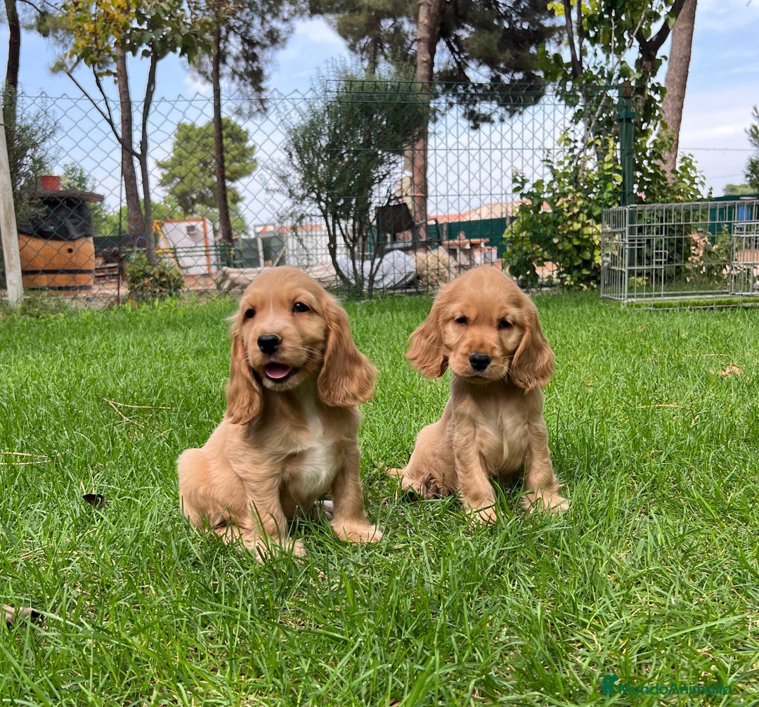 Cocker Spaniel Inglés perros en venta: Cocker hembra - Imagen 2
