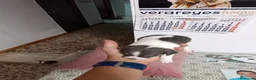 Chihuahua perros en venta: Chihuahua  - Anuncio 14