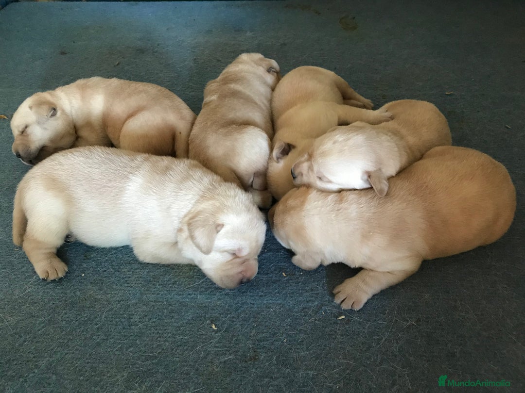 Labrador Retriever perros en venta: Cachorros labrador amarillo top - Imagen 2