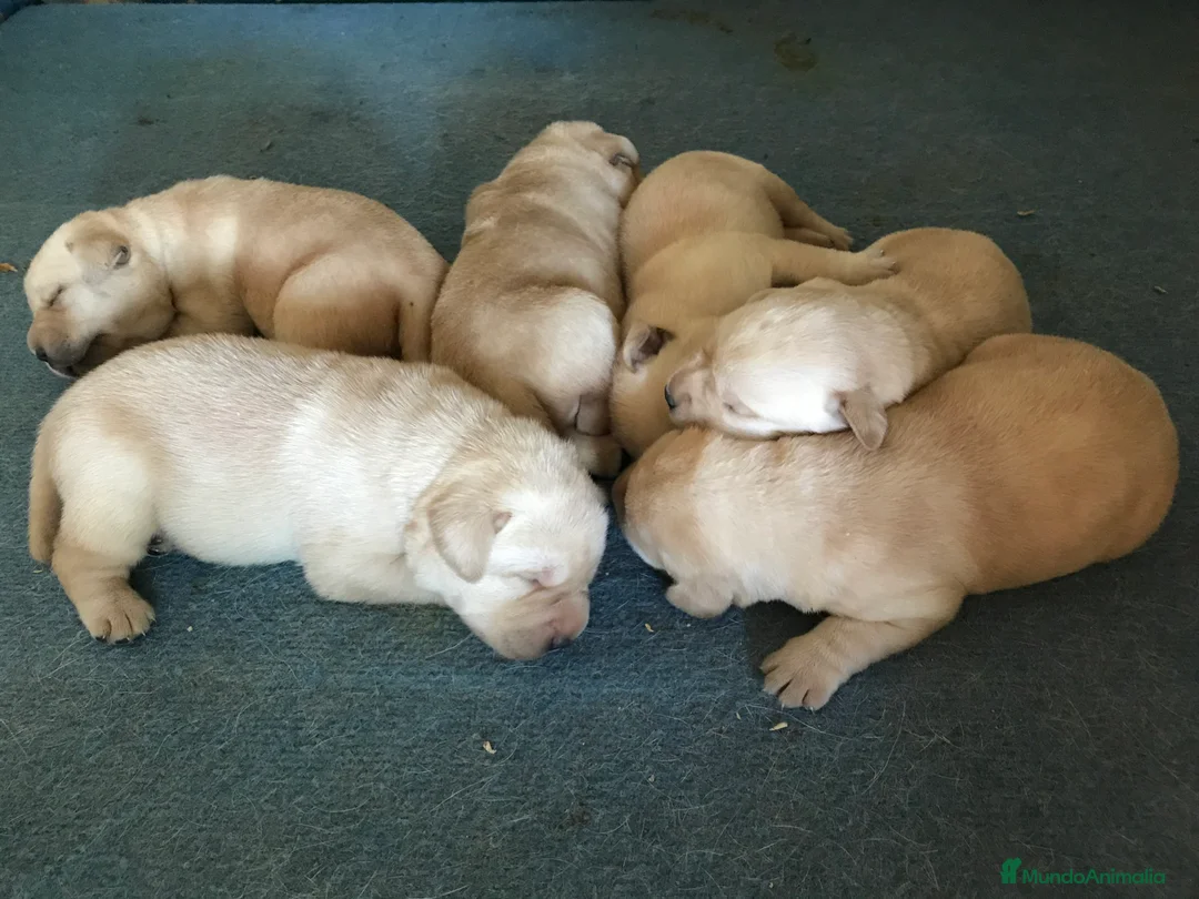 Labrador Retriever perros en venta: Cachorros labrador con pedigree  - Anuncio 2