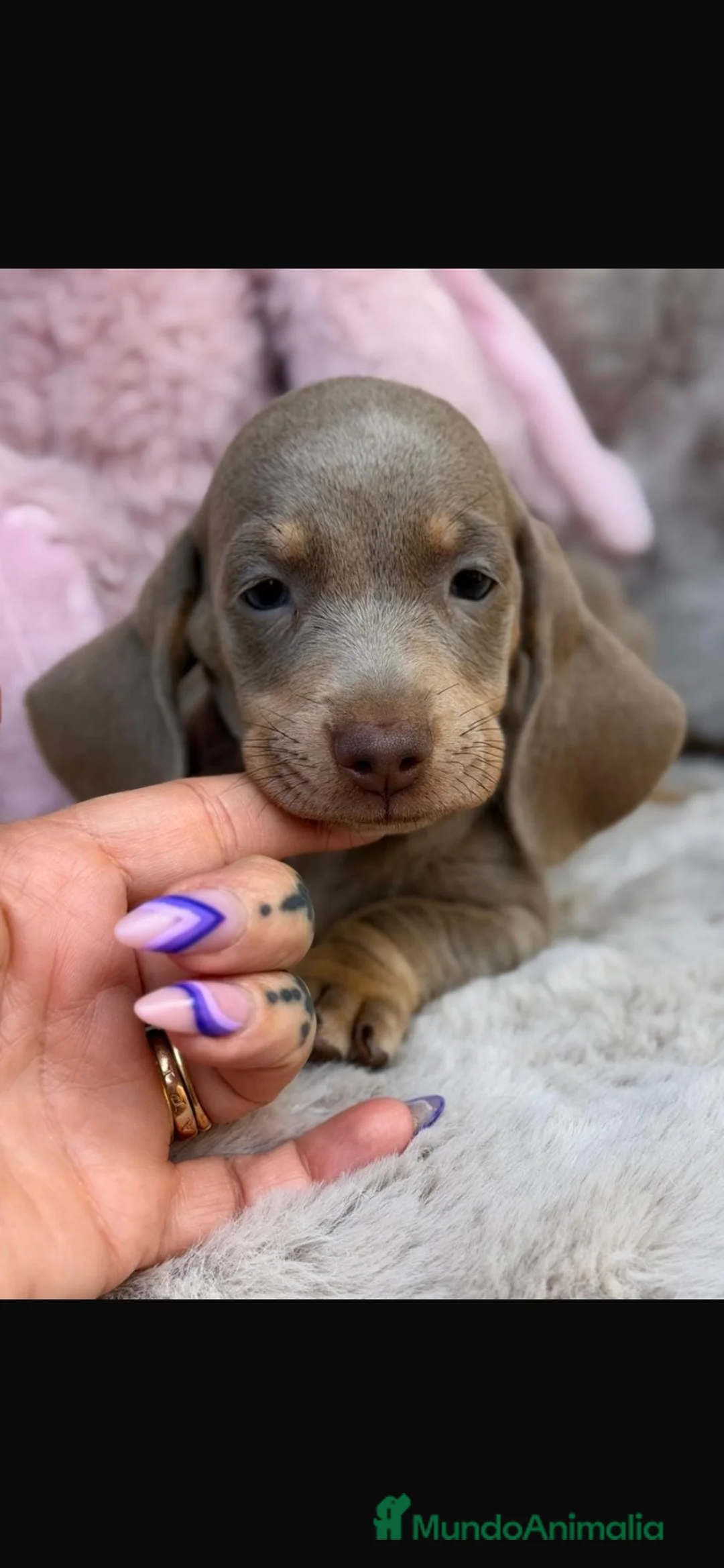 Teckel Miniatura perros en venta: Camada teckel isabella - Anuncio 4