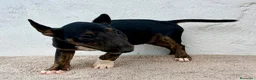 Bull Terrier Miniatura perros en venta: Bull terrier miniatura  - Anuncio 3