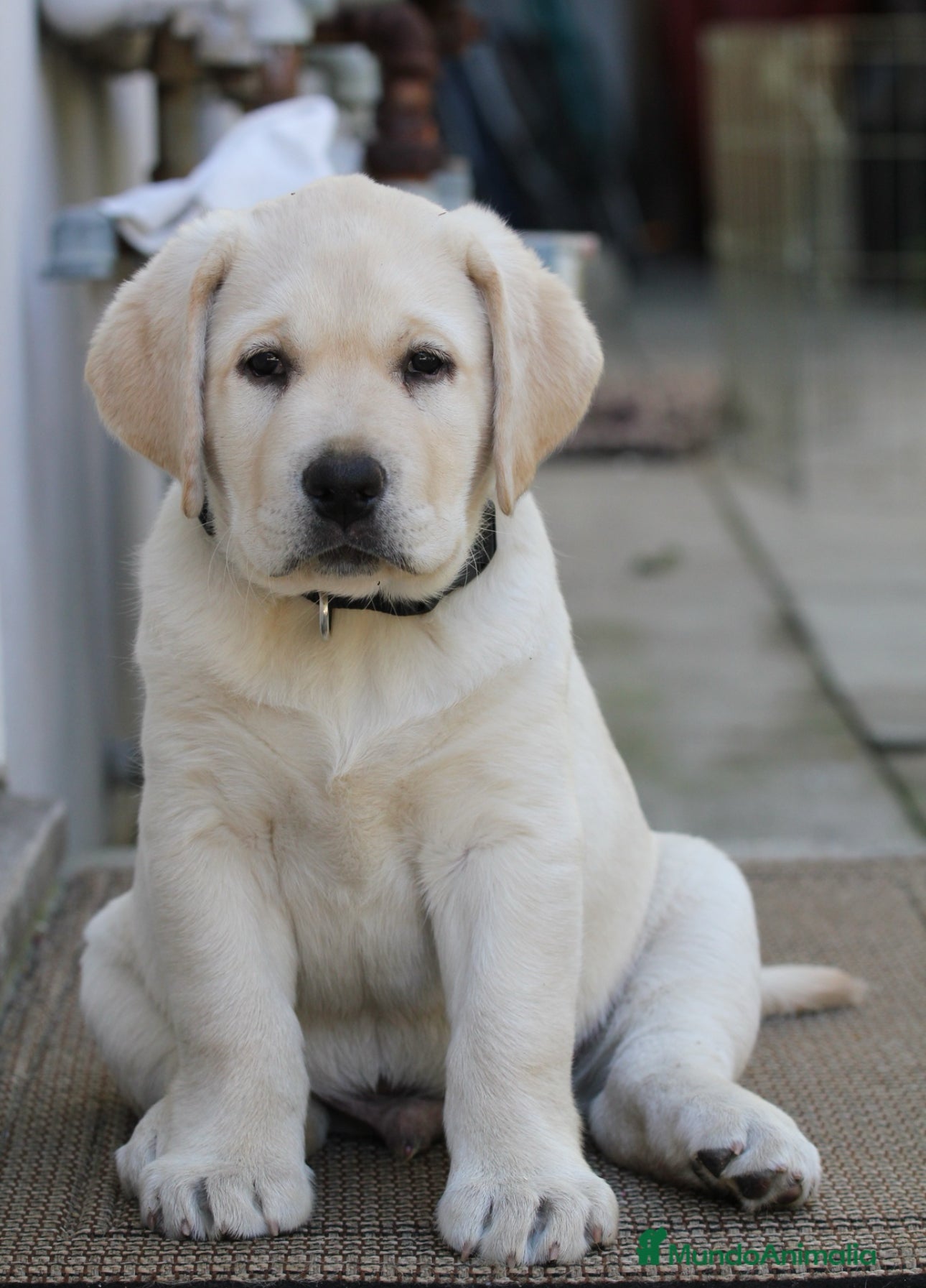 Labrador Retriever perros Labrador retriever garantía y seriedad  - Anuncio 5