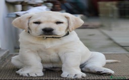 Labrador Retriever perros en venta: Labrador retriever garantía y seriedad  - Imagen 1