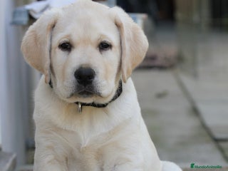 Labrador Retriever perros - Anuncio 3