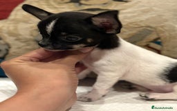 Chihuahua perros en venta: Chihuahua ruso micro - Imagen 1