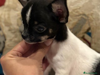Chihuahua perros - Anuncio 23