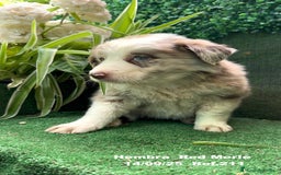 Border Collie perros en venta: BORDER COLLIE Red Merle - Imagen 4