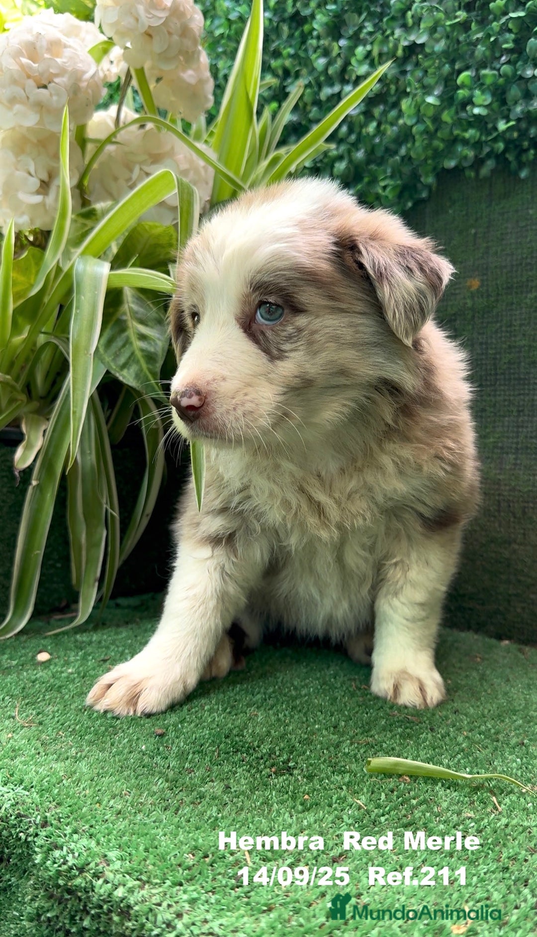 Border Collie perros en venta: BORDER COLLIE Red Merle - Imagen 4
