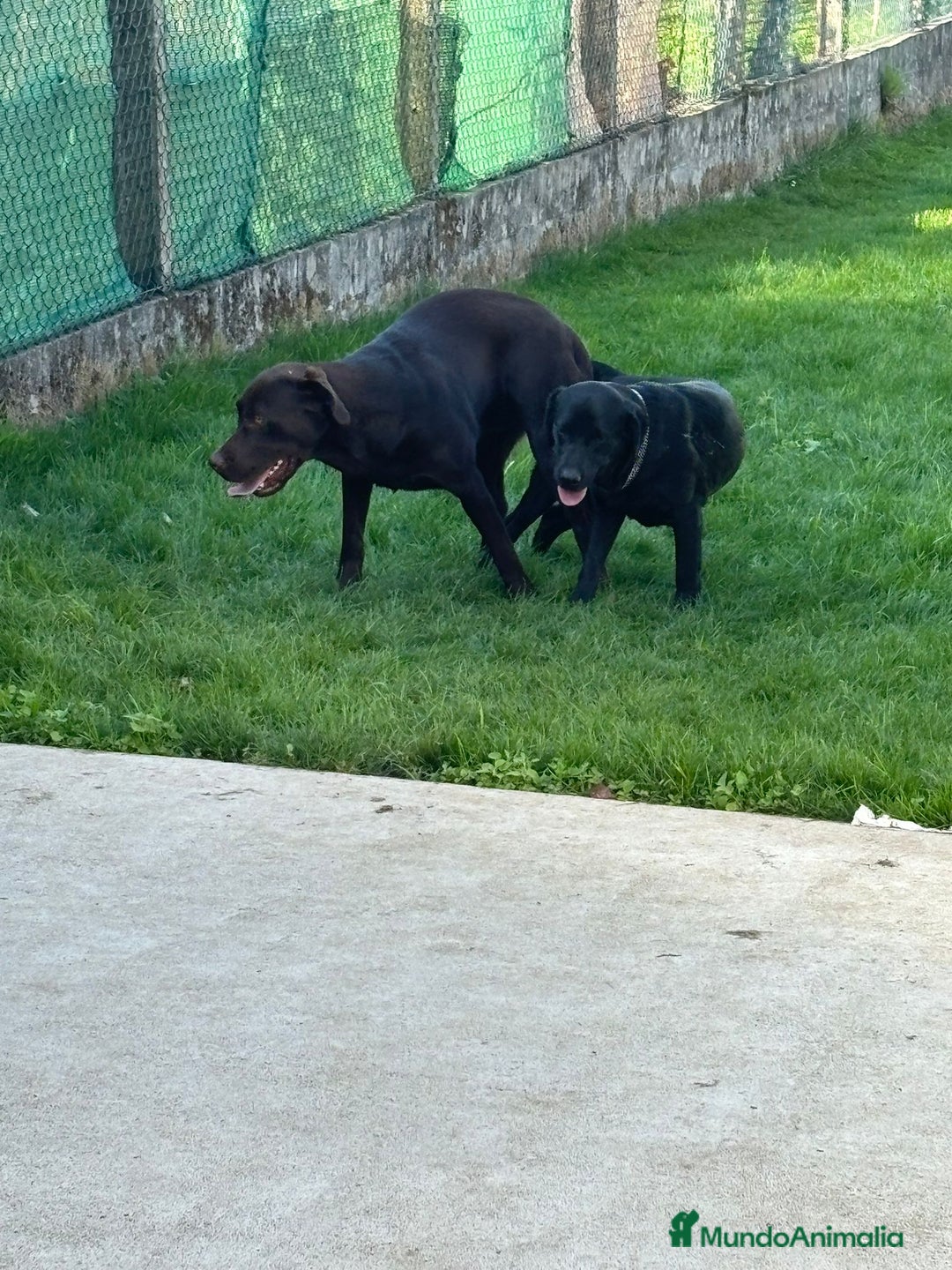 Labrador Retriever perros en venta: Nueva camada labrador retriever  - Anuncio 4