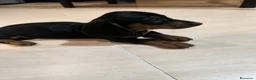 Teckel Miniatura perros en venta: Disponible Teckels miniatura de excelente calidad  - Anuncio 7