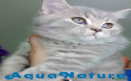 Británico de Pelo Corto gatos en venta: British Macho 7788 AQUANATURA - Anuncio 3