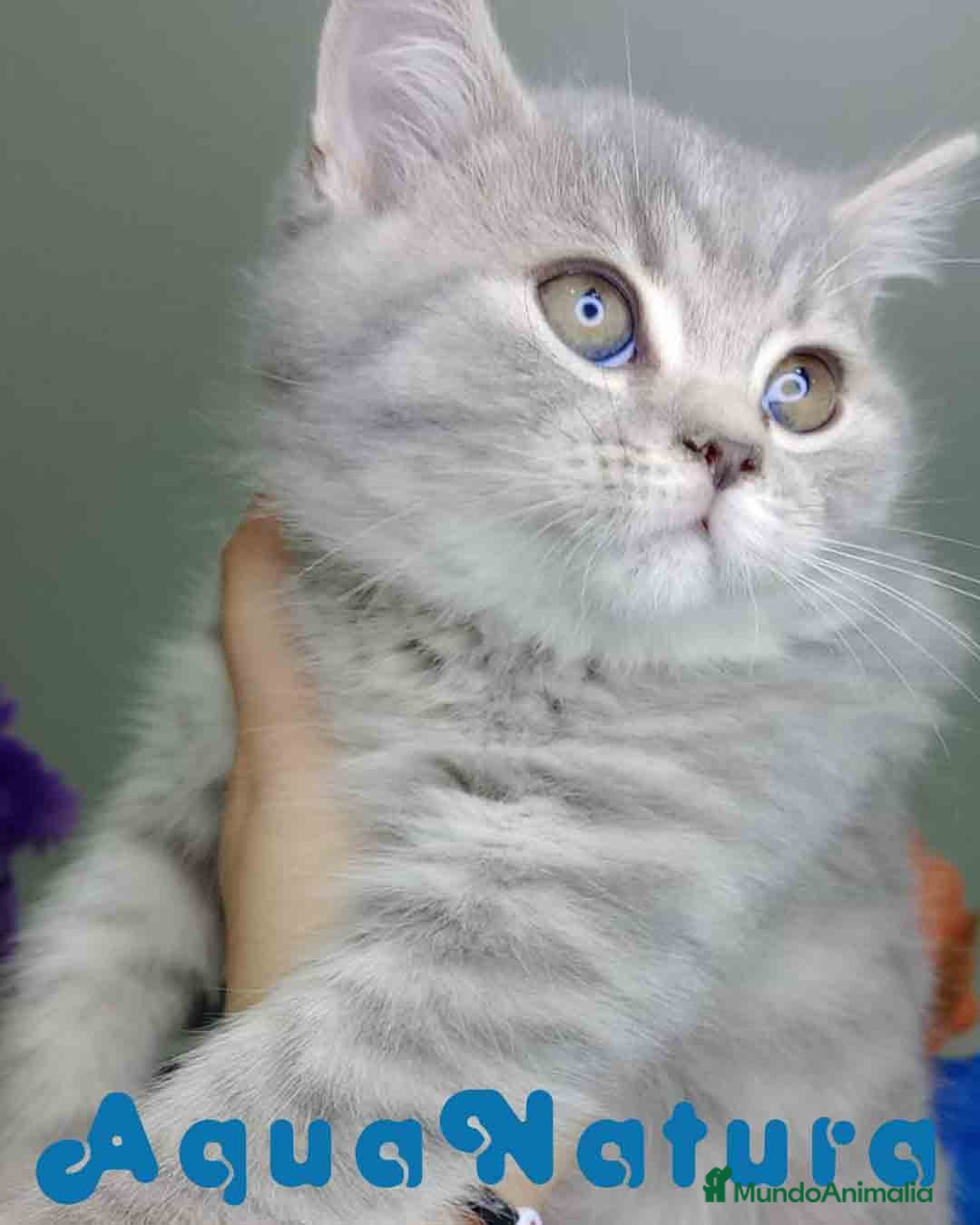 Británico de Pelo Corto gatos en venta: British Macho 7788 AQUANATURA - Anuncio 3