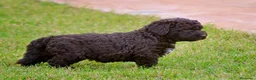 Perro de Agua Español perros en venta: CACHORRO DE PERRO DE AGUA  - Anuncio 10