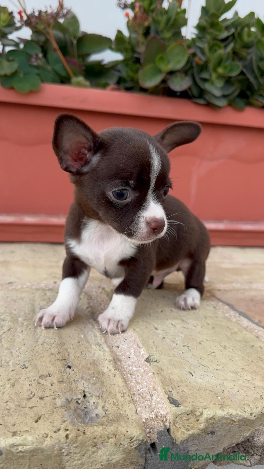 Chihuahua perros CHIHUAHUA MACHO CHOCOLATE – UN PEQUEÑO QUE ENAMORA - Anuncio 1