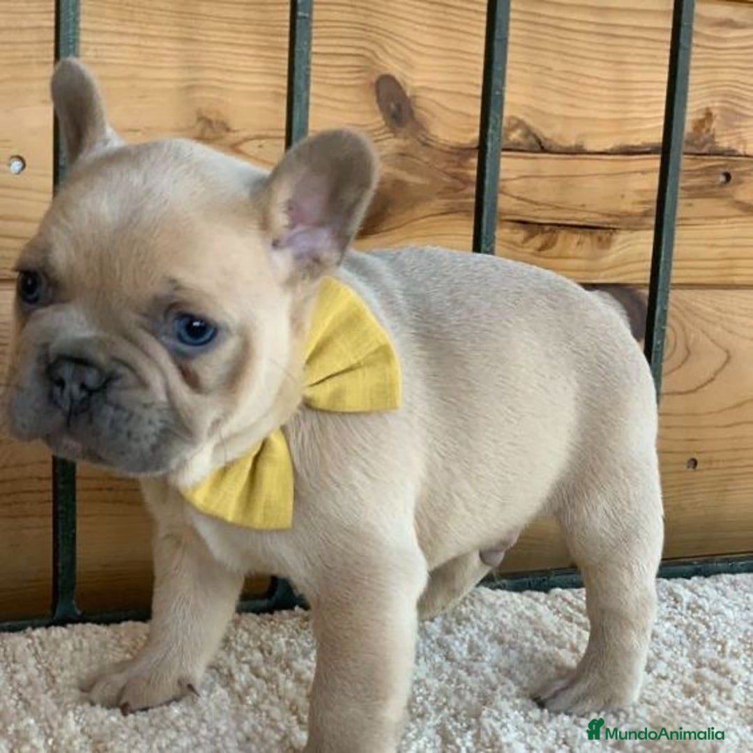 Bulldog Francés perros en venta: Camada bulldog francés blue fawn y lilac fawn  - Imagen 2