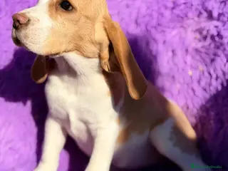 Beagle perros Beagle hembra limón - Anuncio 2