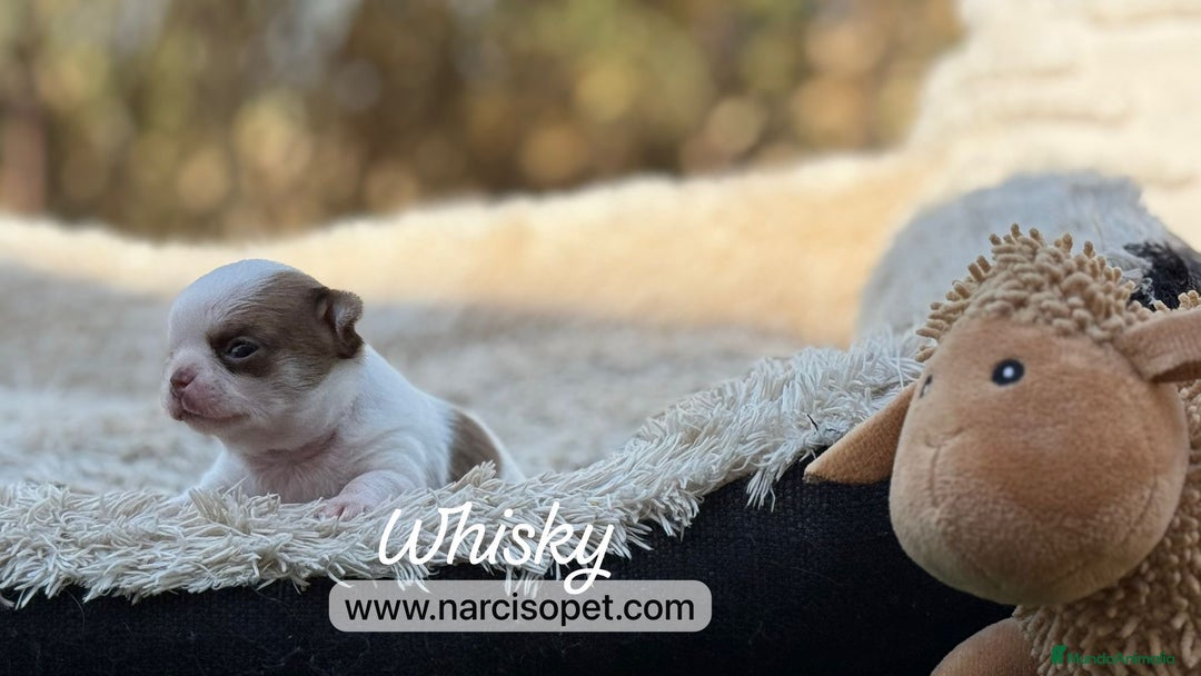 Chihuahua perros en venta: CHIHUAHUA TOY - Imagen 4