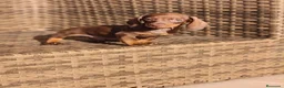 Teckel Miniatura perros en venta: Teckel Mini chocolate hembra y macho  - Anuncio 2