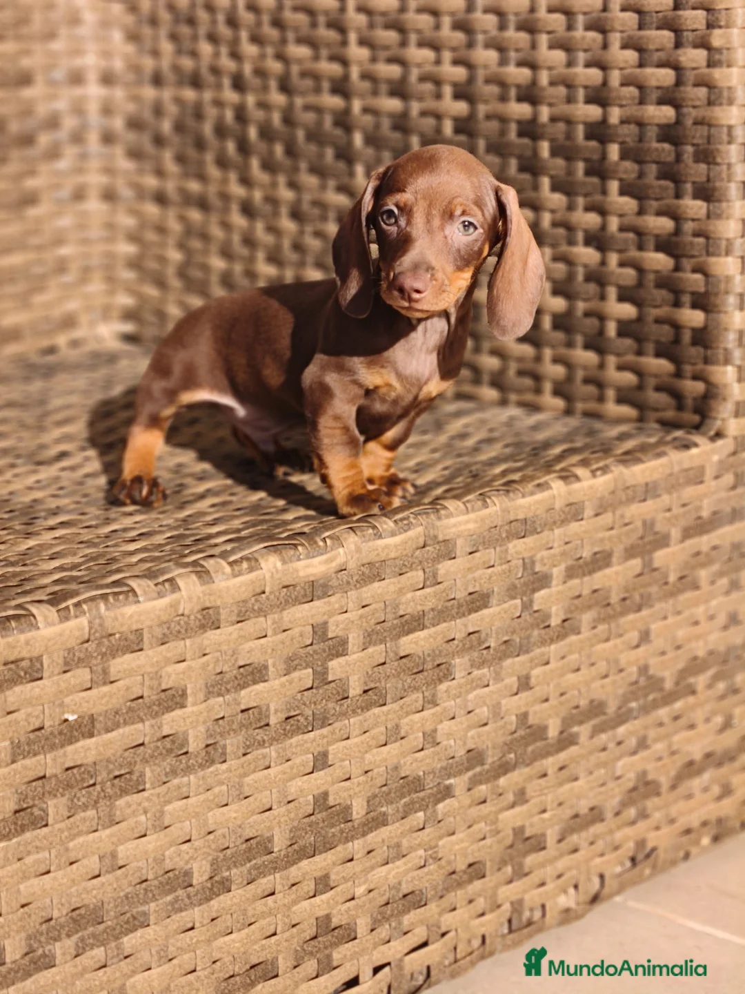 Teckel Miniatura perros en venta: Teckel Mini chocolate hembra y macho  - Anuncio 2