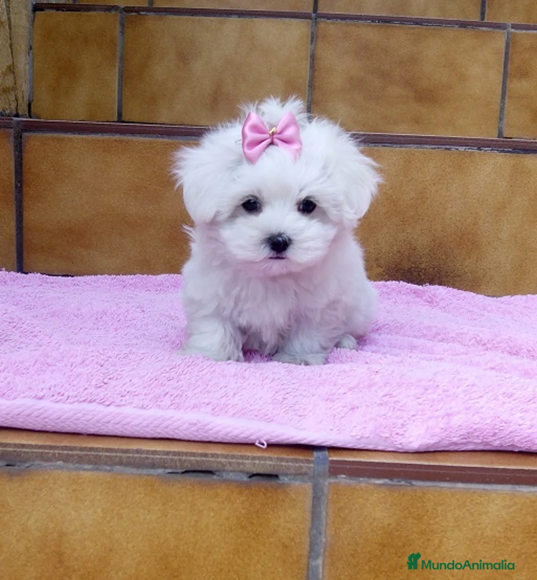 Bichón Maltés perros en venta: Bichón Maltés preciosos en Barcelona - Anuncio 5