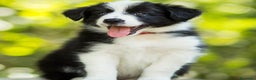 Border Collie perros en venta: border collie - Anuncio 1